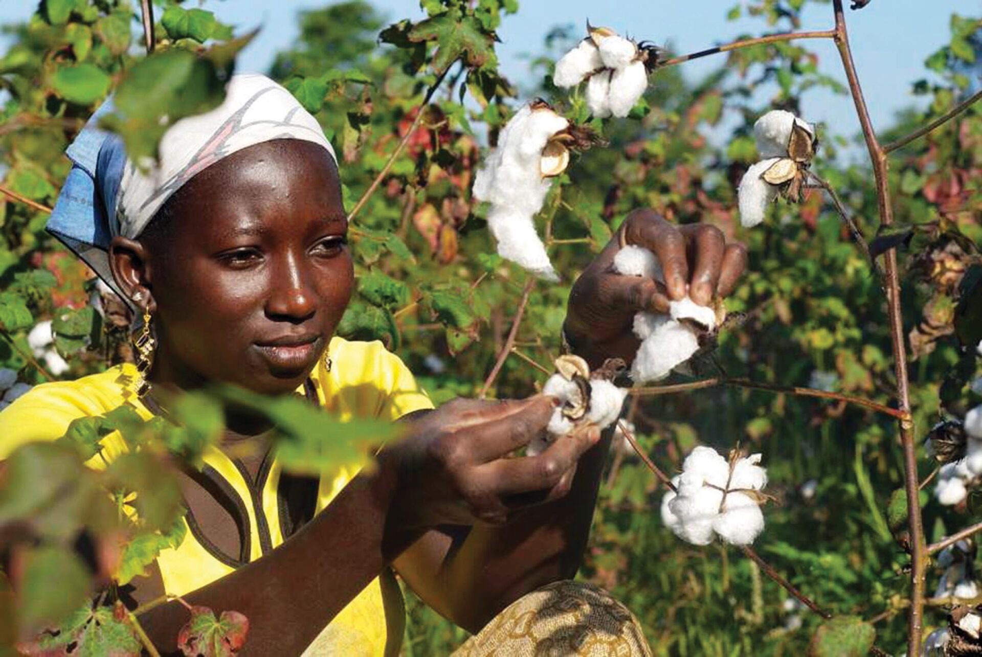 Récolte du coton dans un champs au mali