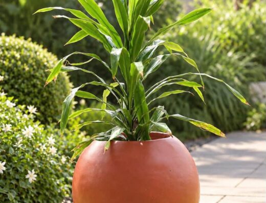 Bootanica