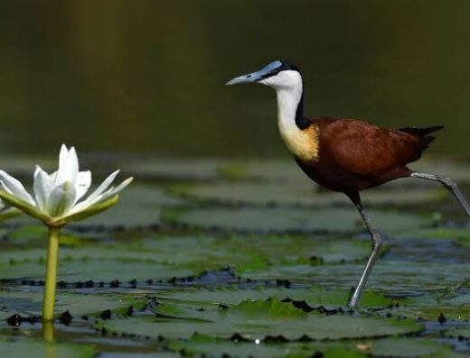 Spécialiste en Financement de la Biodiversité